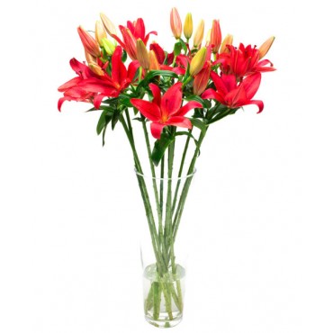 Red Asiatic Lilies for Home or Office